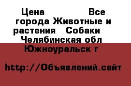 French Bulldog Male › Цена ­ 150 000 - Все города Животные и растения » Собаки   . Челябинская обл.,Южноуральск г.